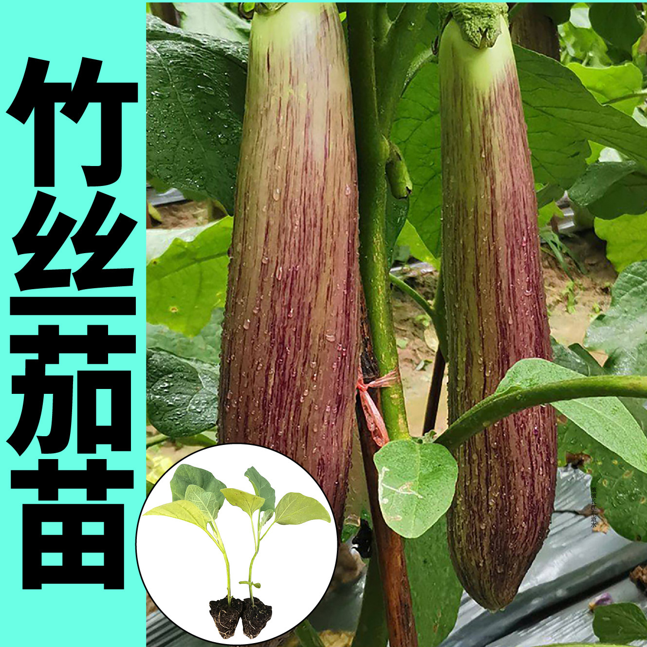 泰国竹丝茄苗秧种子面包花茄烧烤水果茄子高产抗病春四季阳台盆栽
