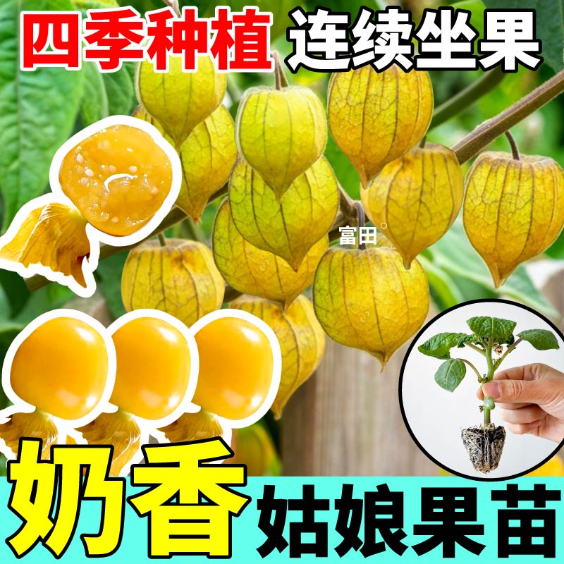 奶香姑娘果苗秧四季高产黄紫东北菇娘果种子阳台盆栽带土球寿光