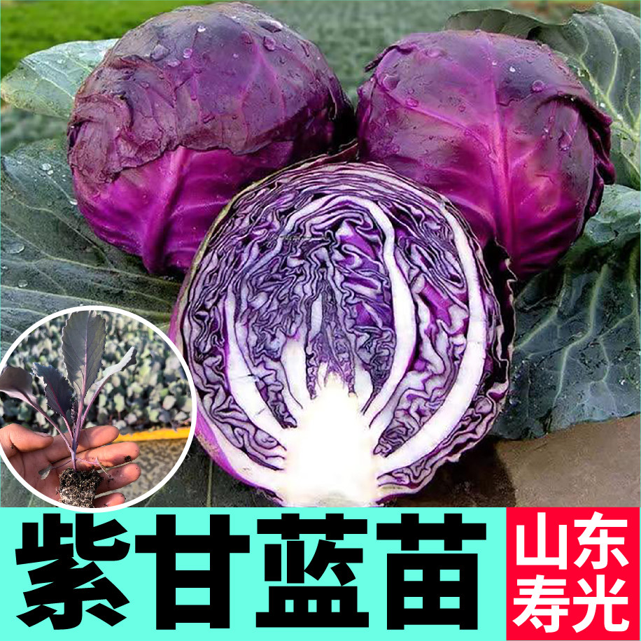 寿光紫甘蓝苗秧种子带土球耐热耐寒紫包菜籽春秋四季阳台庭院盆栽