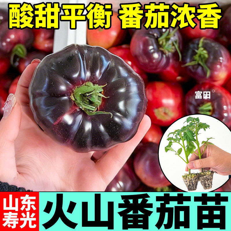 寿光火山番茄番茄苗秧紫罗兰沙瓤口感红千禧金玲珑阳台盆栽地栽苗