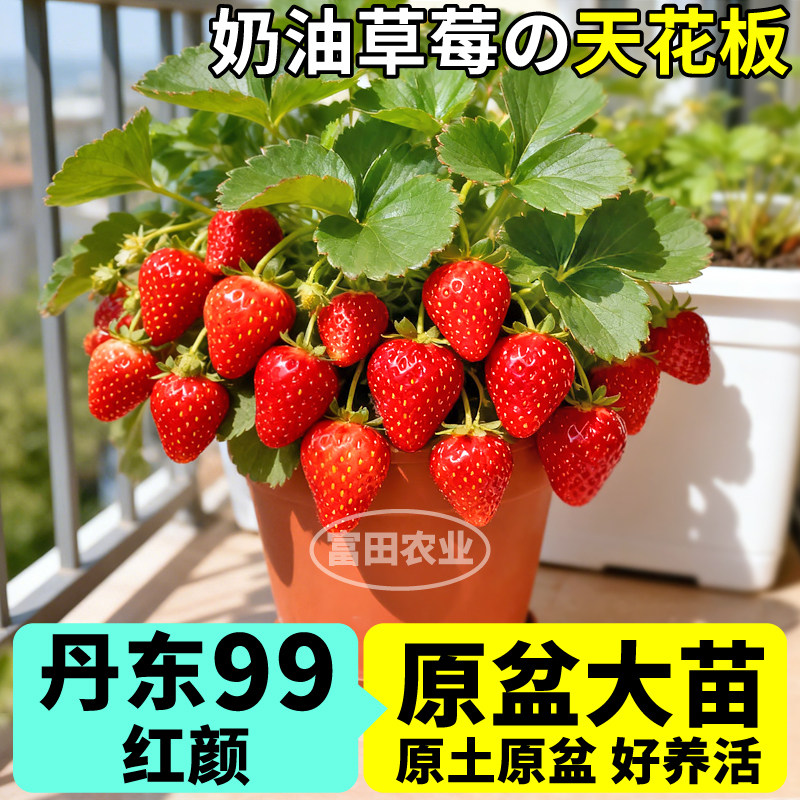 盆栽草莓苗带盆大苗简单好种
