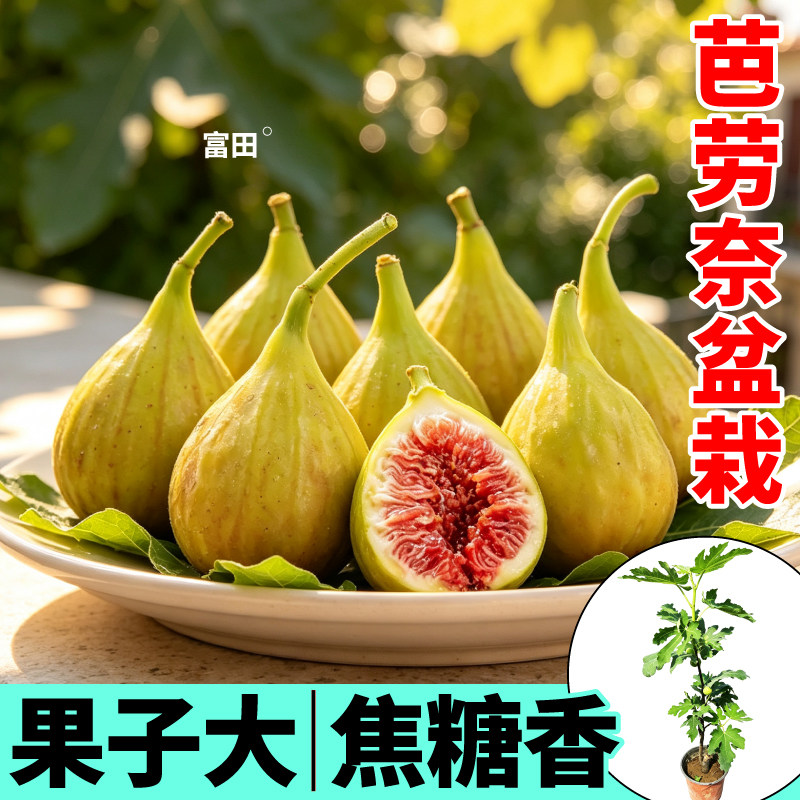 芭劳奈无花果树苗盆栽波姬红青皮金傲芬无花果水果盆栽农家庭院