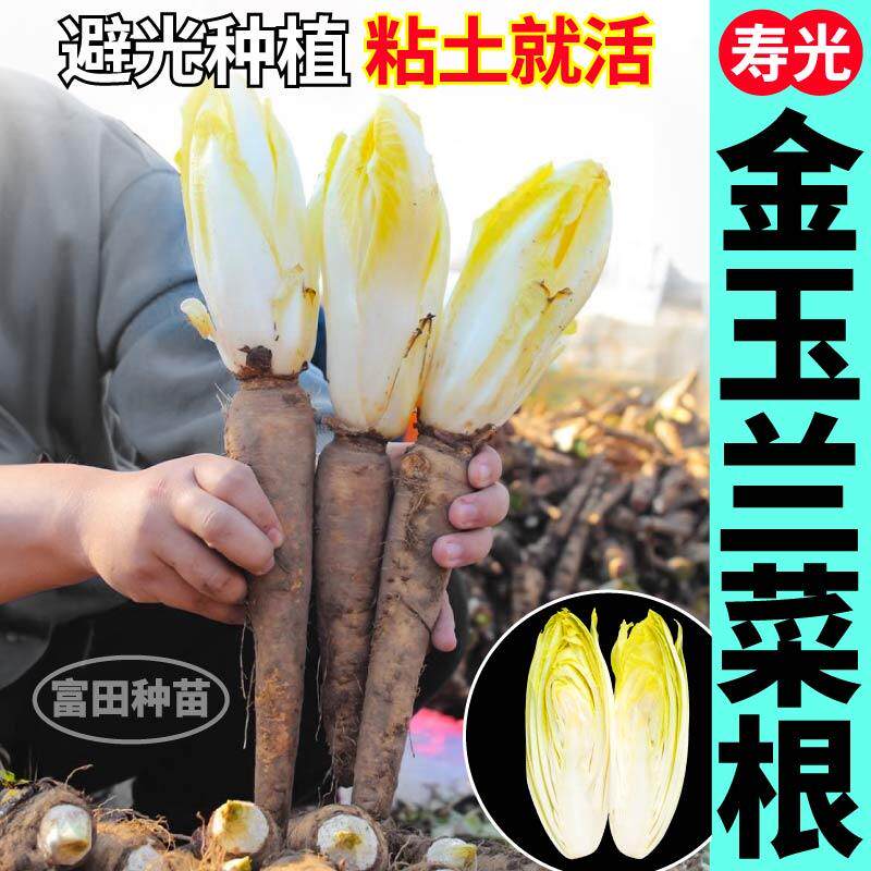阳台盆栽王兰菊苣种子籽多年生