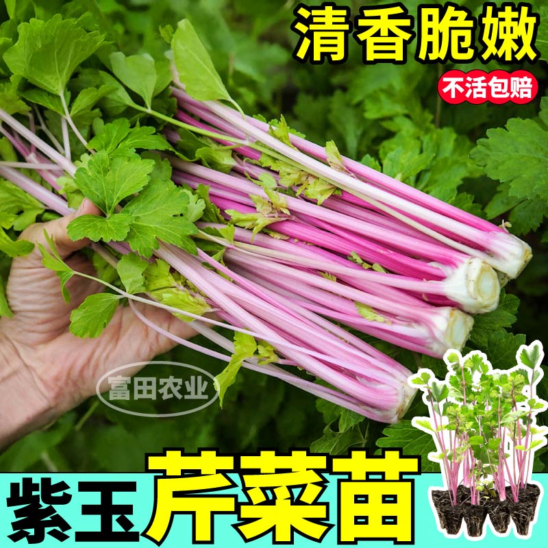山东寿光紫玉香芹秧苗带土球清香脆嫩水果芹菜根芹西芹壮苗四季种