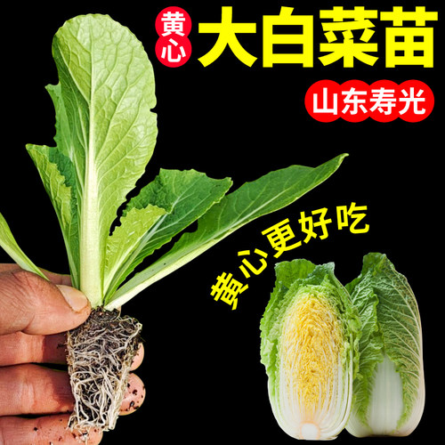 寿光黄心大白菜秧幼苗带土球春秋冬四季露天抗病高产耐寒蔬菜
