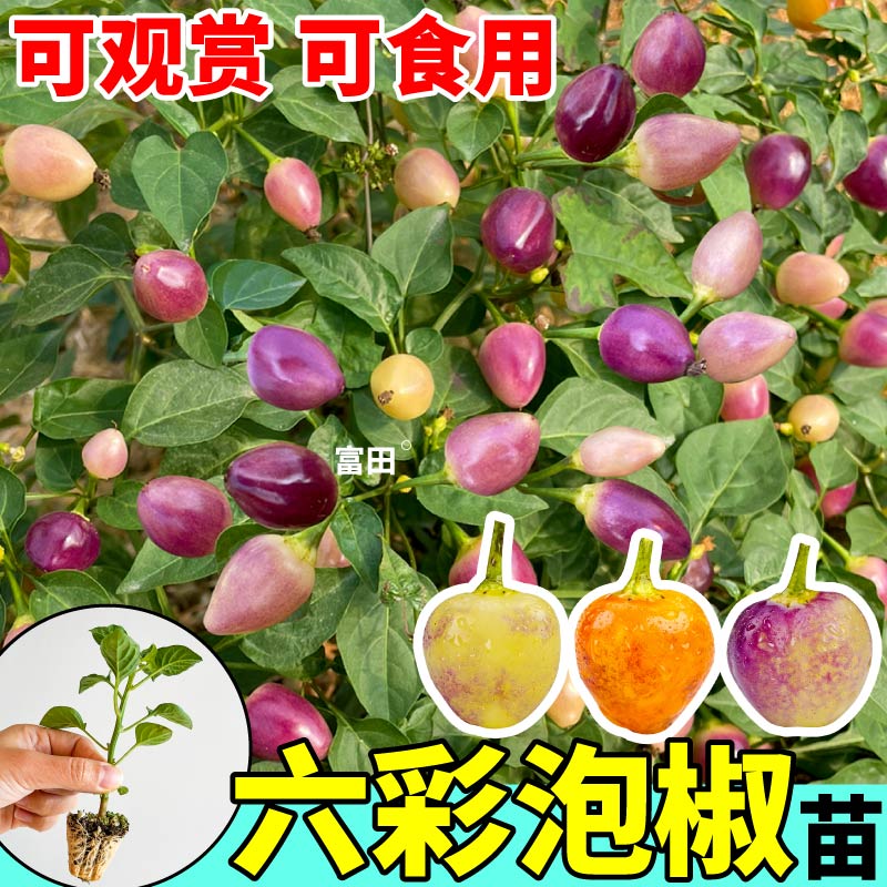 寿光六彩泡椒辣椒苗秧多彩泡椒种子可观赏可食用春秋四季阳台盆栽