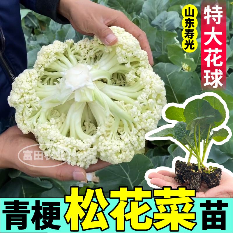 青梗松花菜苗秧四季高产特大花球西兰花紫晶花菜种子阳台小院盆栽