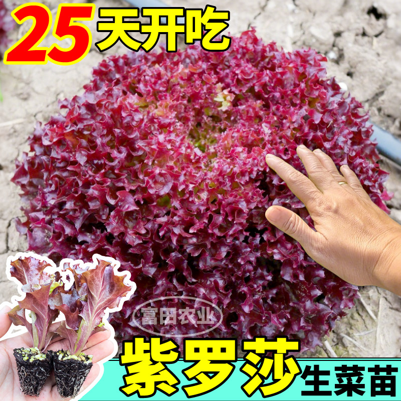 寿光紫罗莎生菜苗秧速生甜脆好吃紫皱红皱生菜种子阳台小院盆栽