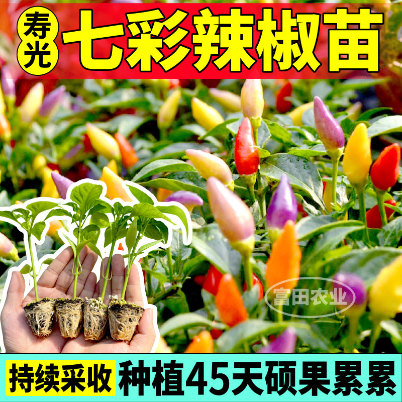 山东寿光七彩辣椒苗秧摘完就长四季阳台盆栽五彩多彩辣椒种子带土