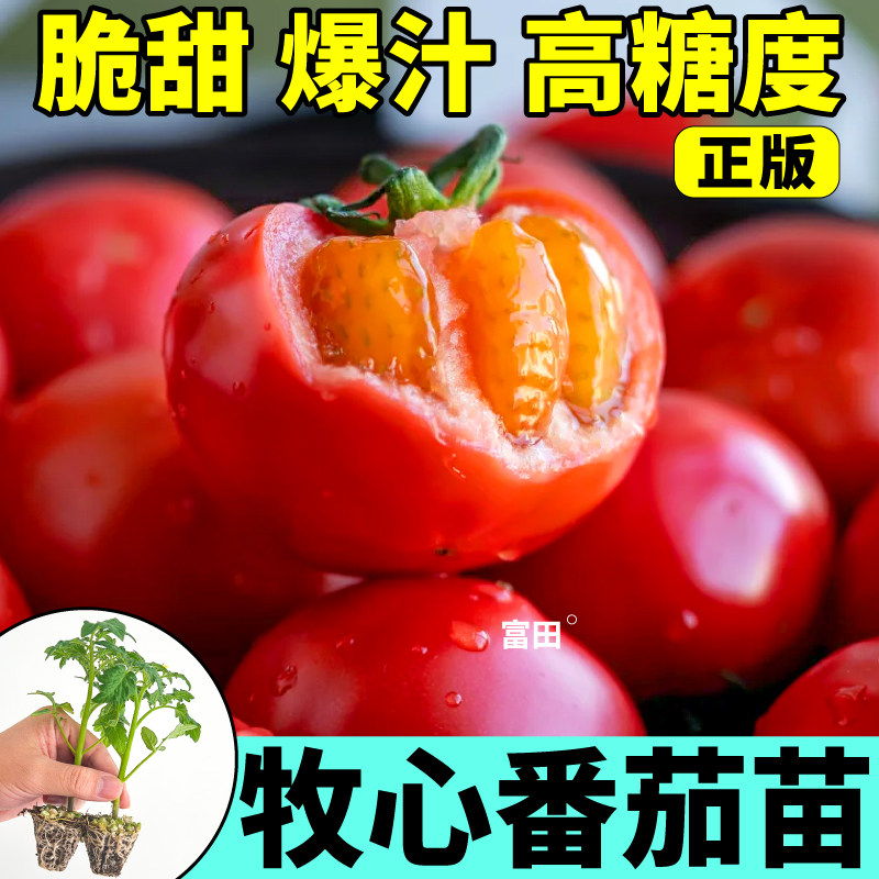 【寿光直发】牧心番茄苗秧四季脆甜夏橙青甜2号番茄种苗盆栽可种