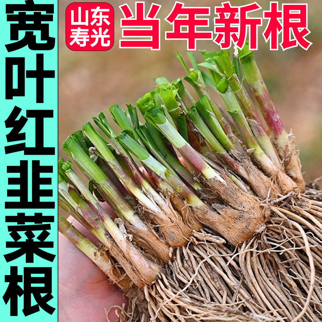 山东寿光紫韭菜根苗场直发