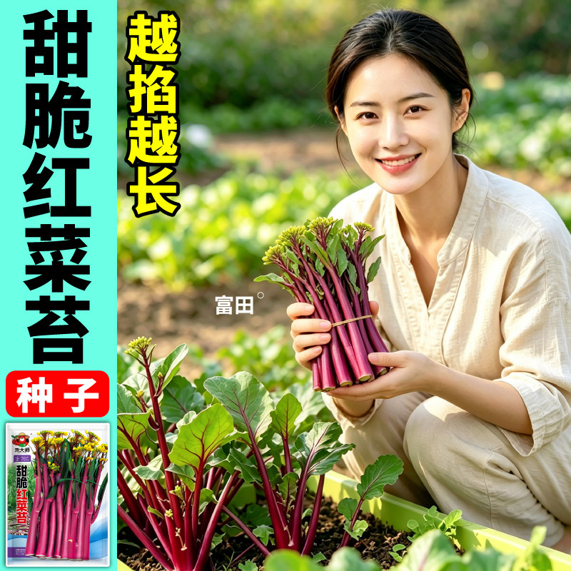 红菜苔种子新鲜耐寒高产早熟白菜苔阳台大棚蔬菜籽苔粗清甜爽口