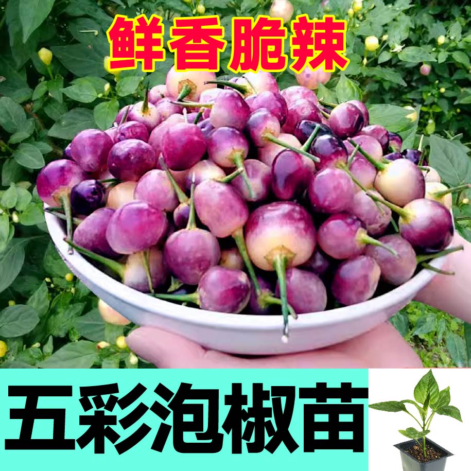 香辣五彩泡椒秧苗带土球盆栽多彩小辣椒小米辣魔鬼辣椒种子籽四季