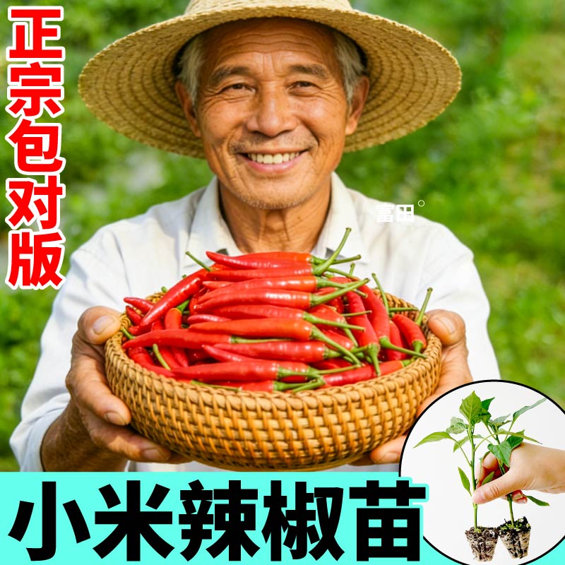 特辣小米辣椒苗秧正宗四季簇生红白小米辣椒种子朝天椒野山椒种子