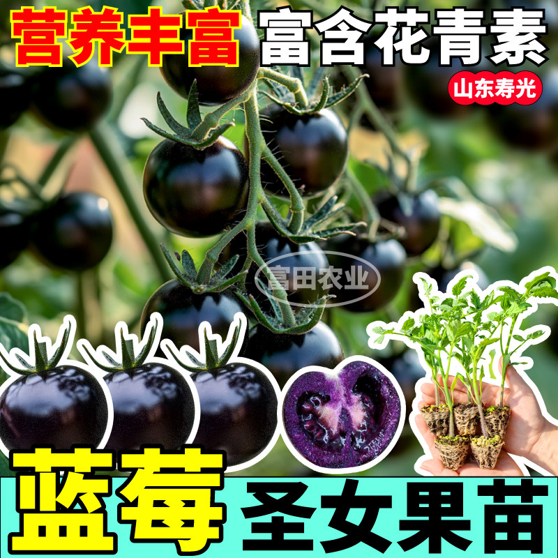 蓝莓番茄苗秧清甜爆汁四季高产黑玫瑰圣女果种子带土盆栽阳台寿光