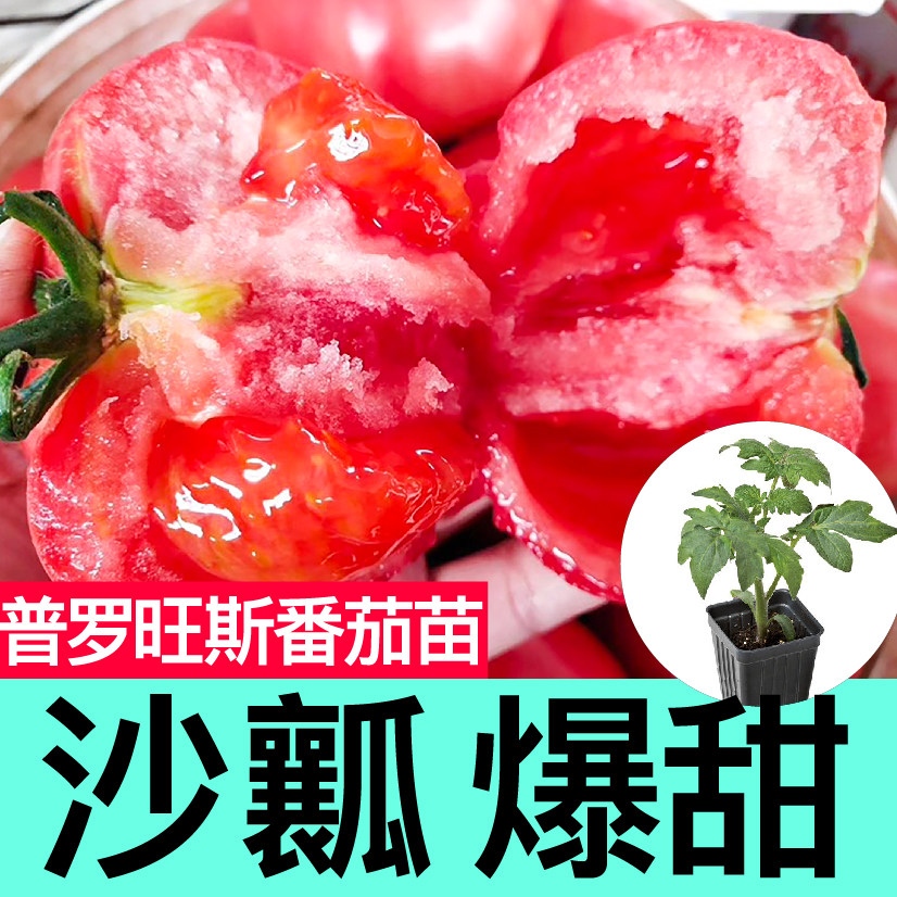 沙瓤爆甜进口普罗旺斯番茄苗秧种子圣女果西红柿春秋四季阳台盆栽