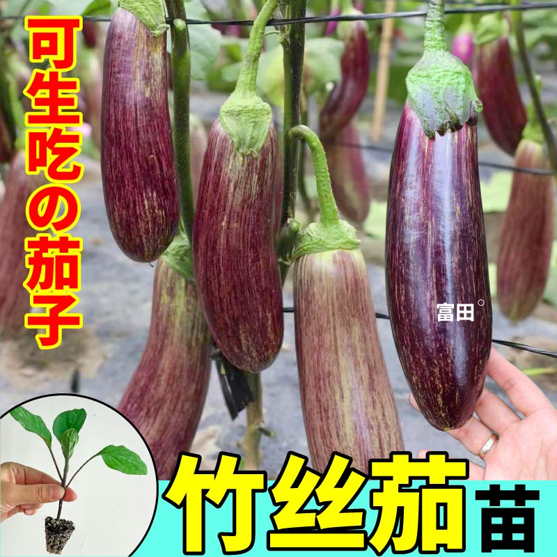 泰国竹丝茄苗秧种子面包花茄烧烤水果茄子高产抗病春四季阳台盆栽