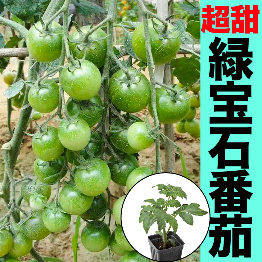 超甜绿宝石番茄苗秧种子贼不偷小樱桃青口蜜春秋四季阳台盆栽带土