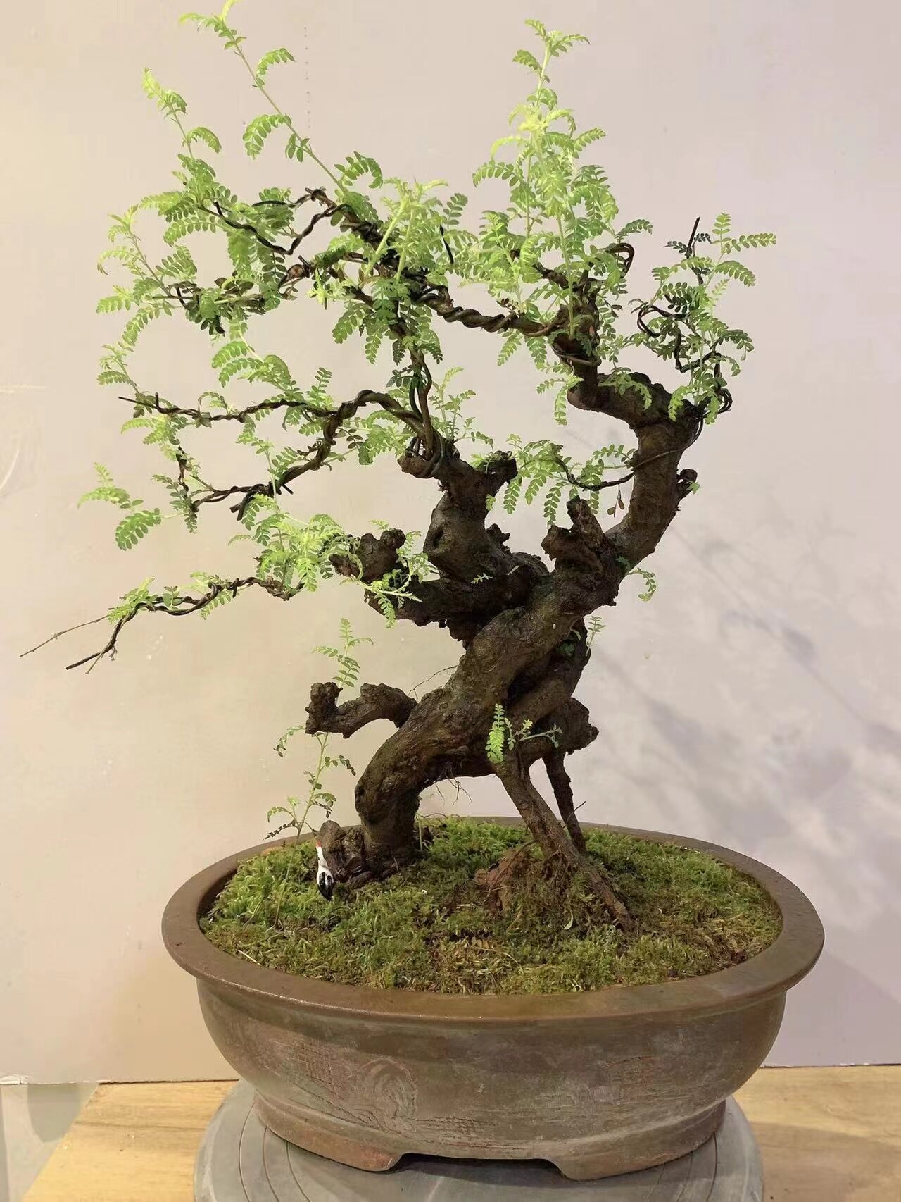 高端盆素材绿植盆栽卧室、客厅、庭院、阳台,鲜花速递/花卉仿真/绿植园艺,大型绿植/成品组合盆栽,淘宝优惠券,粉丝福利购,淘宝优惠卷