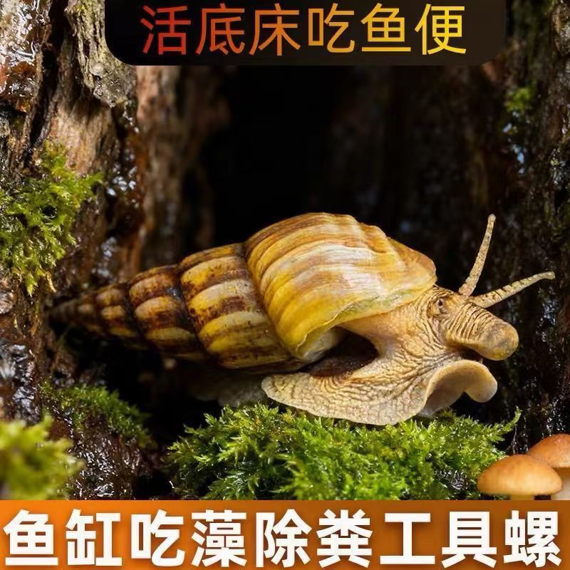 马来螺黄金观赏螺清洁鱼缸净水