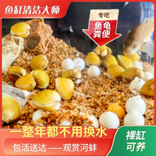 溪蚬黄金蚬小河蚌河蚬活体淡水黄金螺原生宠物小型水族除藻观赏螺