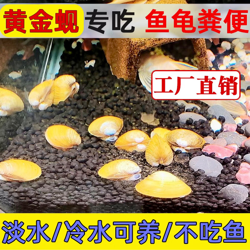 黄金小河蚌黄金蚬清理鱼缸净化水质鳑鲏繁殖观赏螺专吃鱼屎粪便