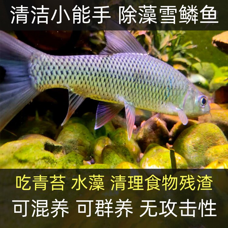 清洁小能手除藻土鲮鱼雪鳞鱼