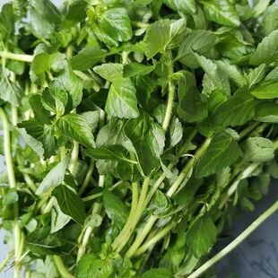 水香菜 云南德宏野菜水薄荷特产傣味麻章那香草新鲜蔬菜嫩水香菜