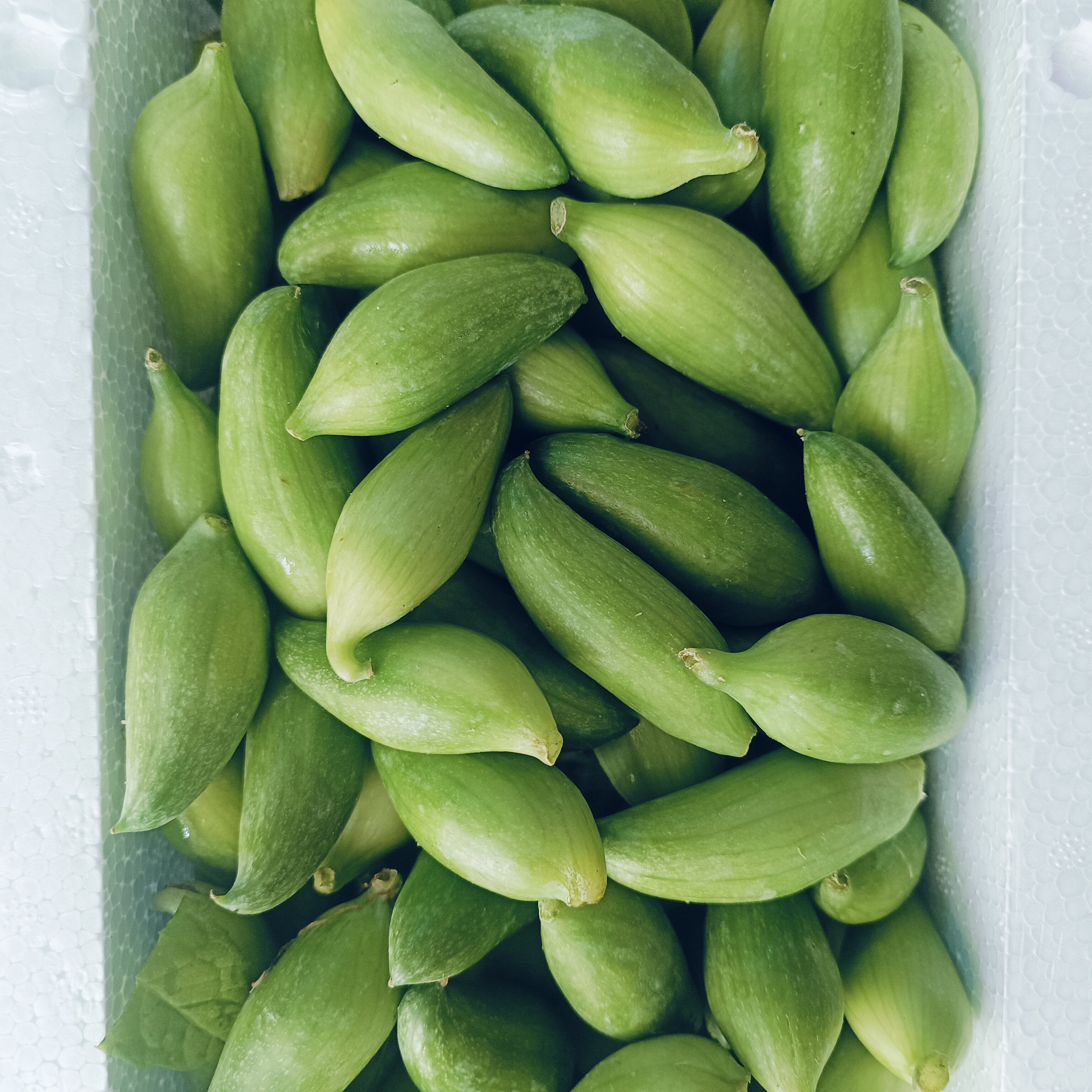 云南德宏特产新鲜蔬菜小雀瓜 小角瓜美味素食装短季时令蔬菜