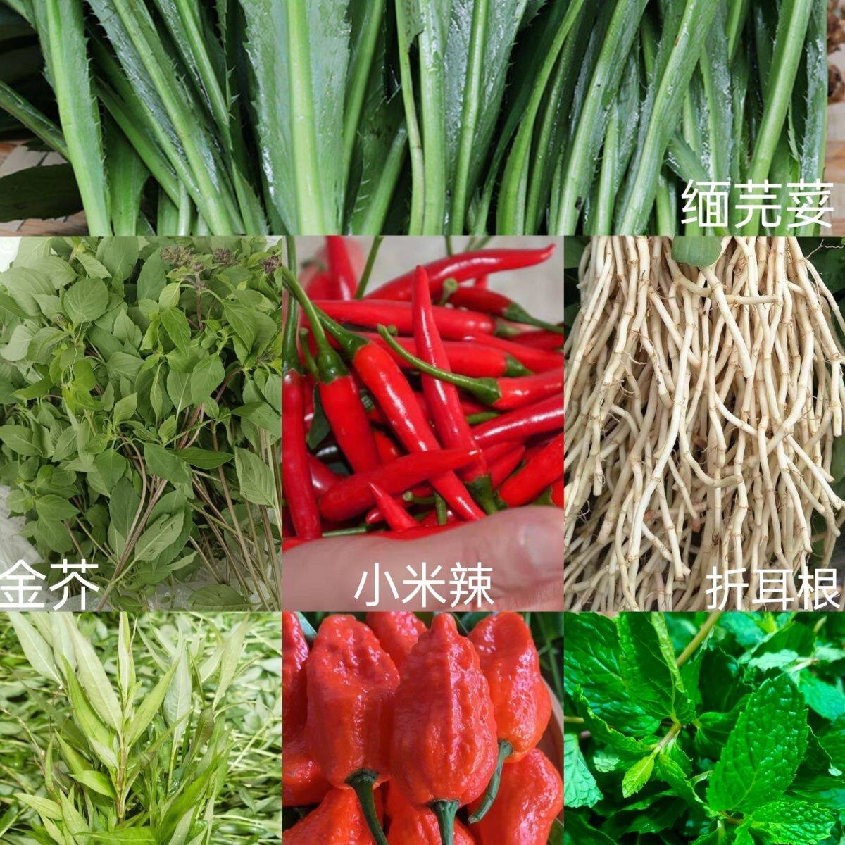 云南德宏傣味新鲜香料蔬菜缅芫荽香柳金盖薄荷小米辣折耳根总500g