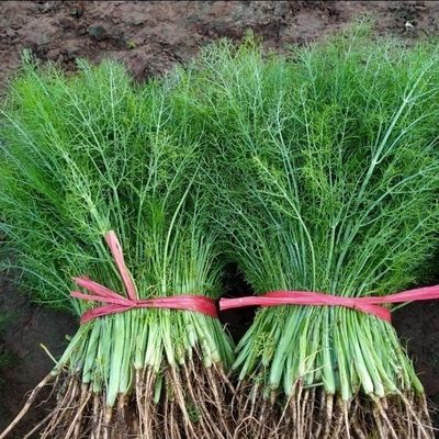 云南小茴香菜新鲜荤香菜茴香苗大茴香菜新鲜蔬菜包饺子现摘带根发