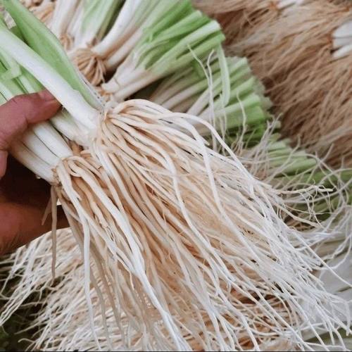 云南新鲜苤菜根撇菜根大韭菜根