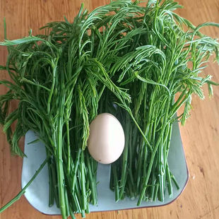 云南臭菜羽叶金合欢德宏傣族绿叶宴帕哈炒鸡蛋重口味蔬菜新鲜帕哈