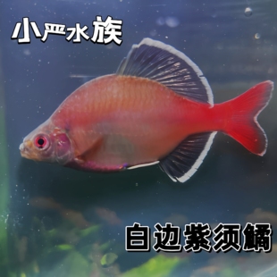 白边紫须鱊白边须鱊网红鱼原生冷水鱼冬天不加温观赏鳑鲏鱼好养