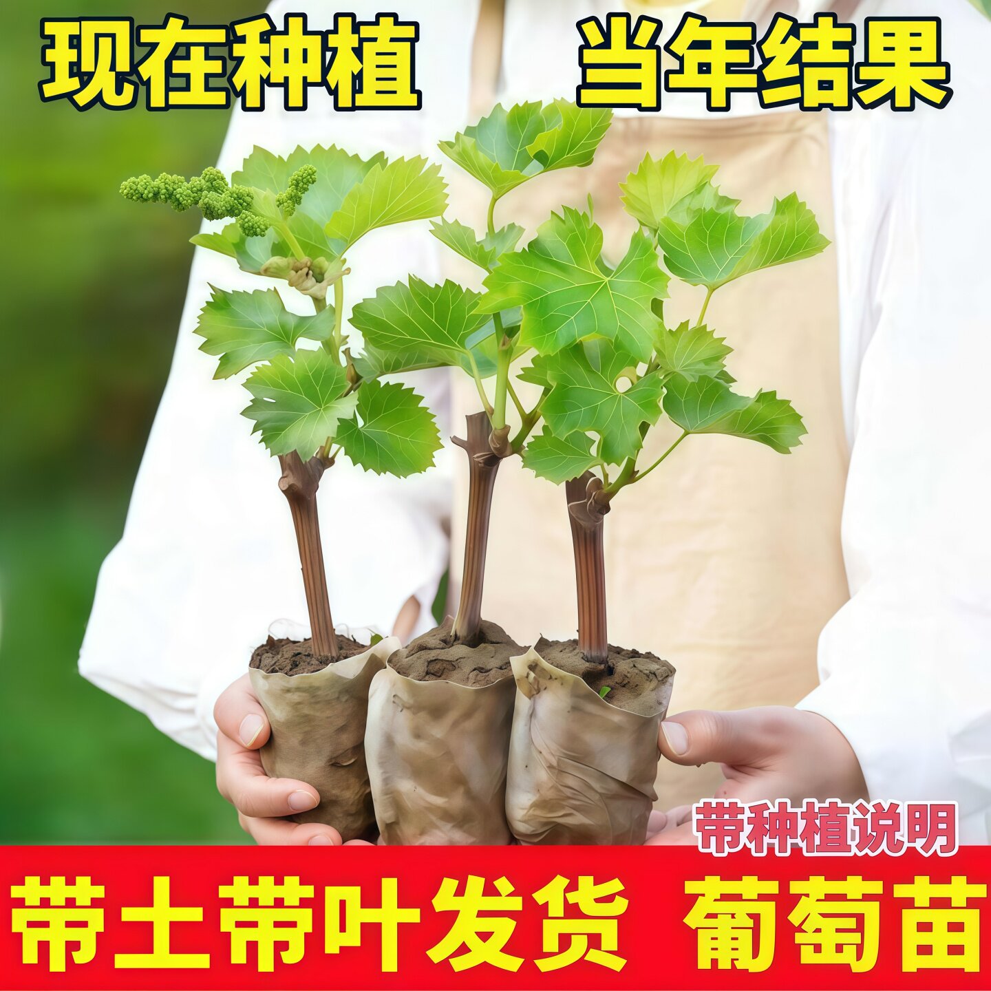 无籽葡萄苗四季种植盆栽庭院爬藤图片