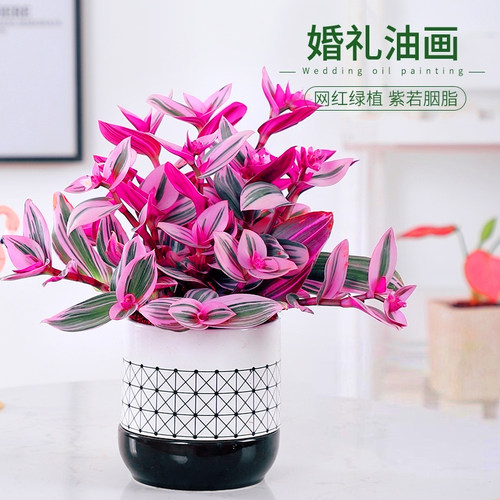 油画婚礼吊兰大棵多肉锦紫露