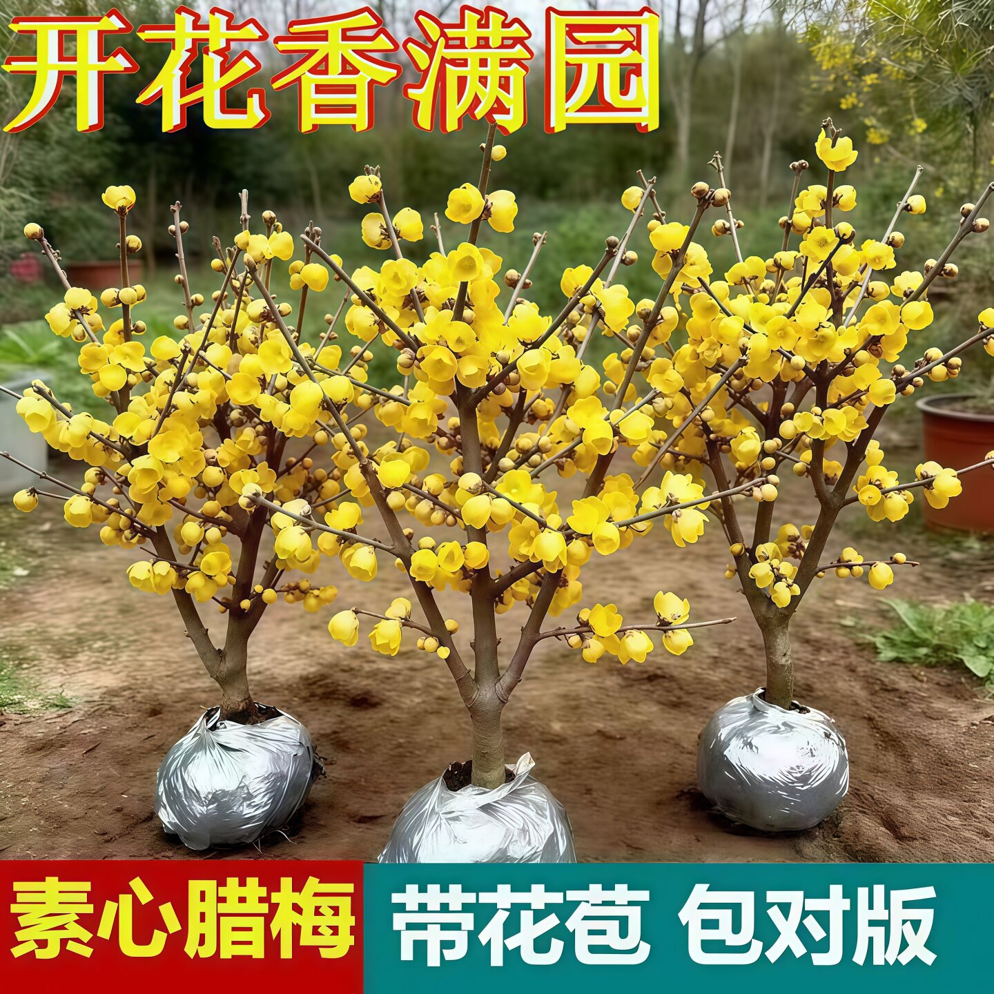 素心腊梅老桩盆栽带花苞植物阳台四季浓香型红梅冬季开花耐寒盆景