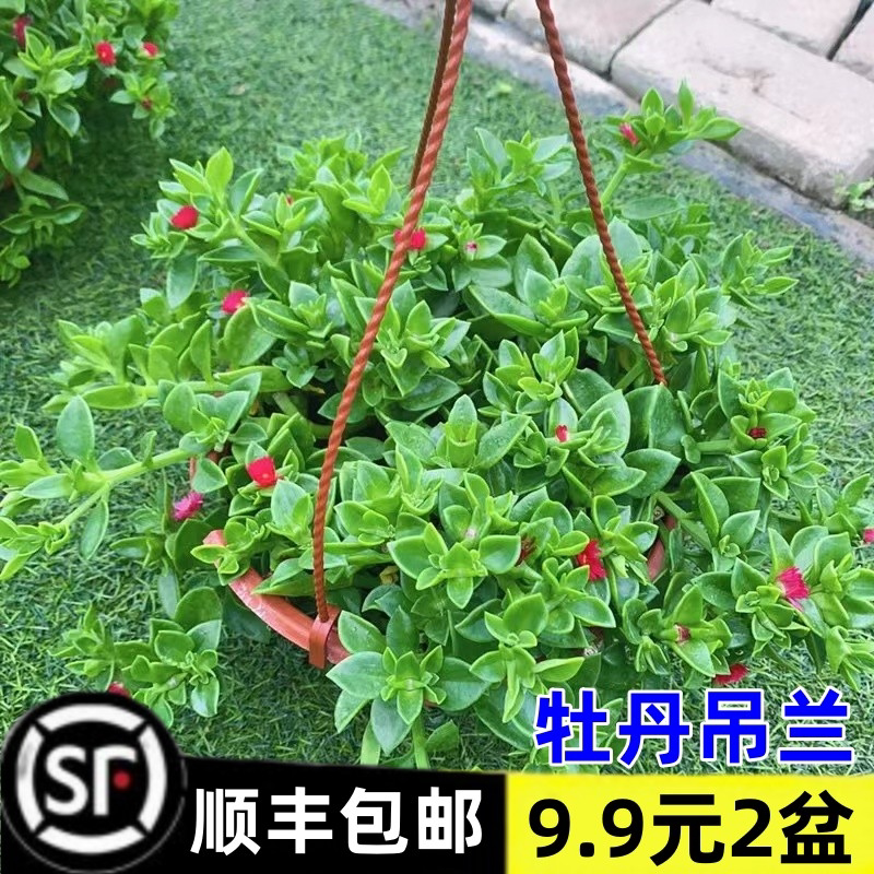 牡丹吊兰带花苞盆栽金边篮垂图片