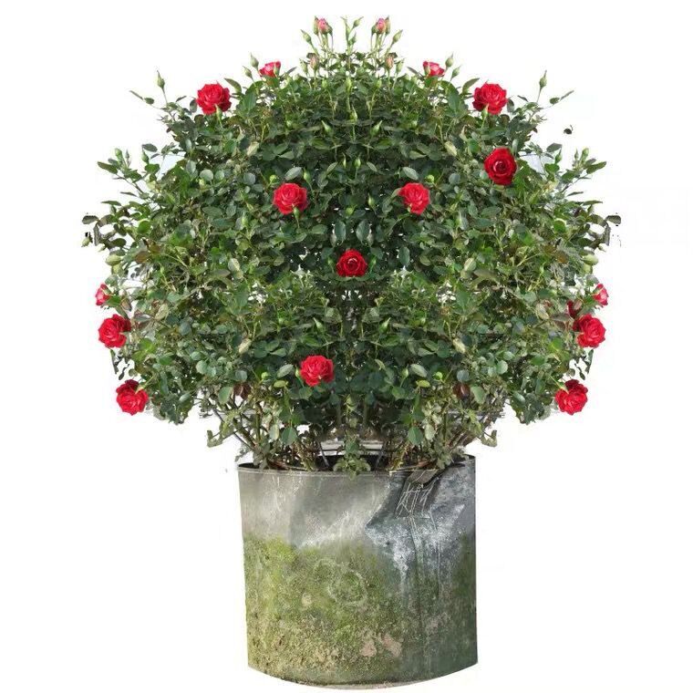 月季花球造型欧月爬藤蔷薇花成品立体景观花卉球形球状藤彩虹花柱