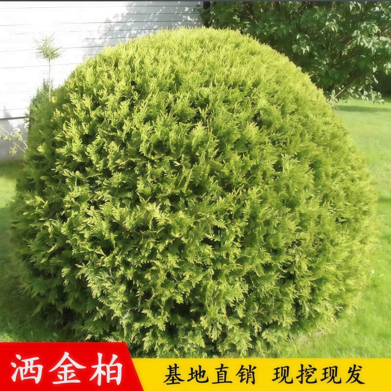 洒金柏球树苗庭院行道绿篱