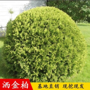 洒金柏球树苗庭院行道绿篱绿化苗木洒金柏苗撒金柏树苗柏松柏小苗