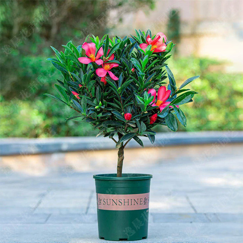 四季杜鹃山茶花盆栽树苗带花苞植物阳台庭院盆栽花卉耐寒绿植好养,鲜花速递/花卉仿真/绿植园艺,绣球/木绣球/木本植物,淘宝优惠券,粉丝福利购,淘宝优惠卷