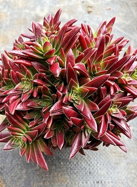 赤鬼城红色多肉植物老桩群生多头好养室内阳台桌面绿植花卉盆栽