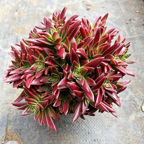 赤鬼城红色多肉植物老