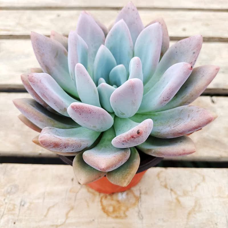 奥普琳娜大胖子多肉植物