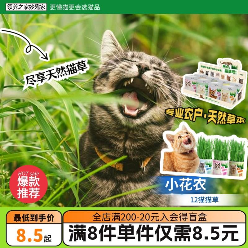 优选 小花农懒人水猫薄荷猫猫草片猫草盆栽草棒猫磨牙草棒猫