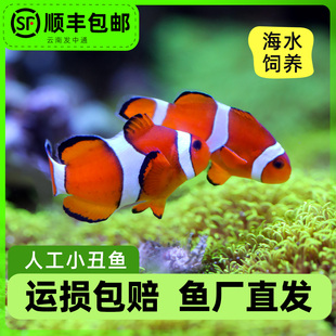 小丑鱼海水观赏鱼活体人工公子尼莫耐活好养明星宠物