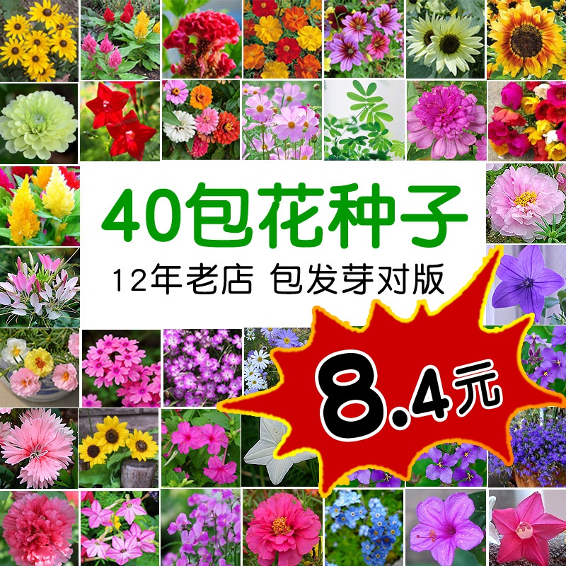 花种子套餐包邮 四季播易种植孑室内外家庭阳台盆栽春秋花卉花籽