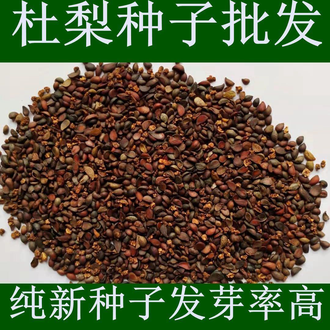 林木种子精选新采一级