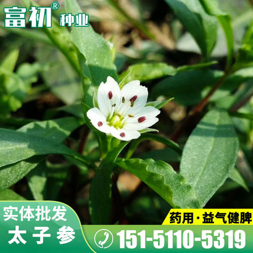 药材太子参种子双批七四叶参种子